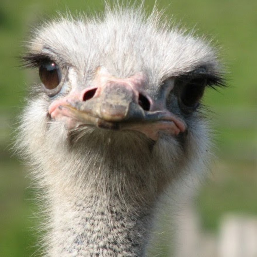 Meet your Posher, Julisa